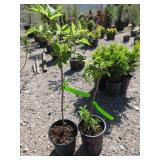 2) Red Elderberry Plants