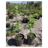 2) Red Elderberry Plants