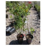 2) Sweetheart Blueberry Plants