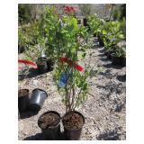 2) SweetHeart Bluberry Plants