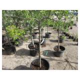 Semi Dwarf Honey Crisp Apple Tree