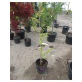 Golden Bell Tower Tree