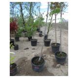 Dwarf Seet Cherry Tree