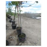 Dwarf Sweet Cherry Tree