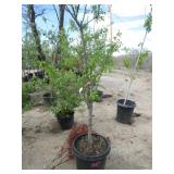 Harglow Apricot Tree