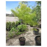 Laceleaf Japanese Maple Tree