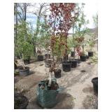 Beech, Red Oblisk Tree