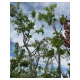 Green Gage Plum Tree