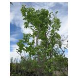 Morton Glossy Triumph Tree