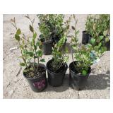 3) Hedge Cotoneaster