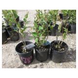 3) Hedge Cotoneaster