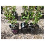 3) Hedge Cotoneaster