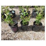 3) Hedge Cotoneaster