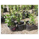 3) Hedge Cotoneaster