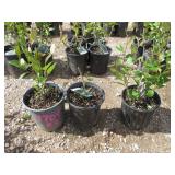 3) Hedge Cotoneaster