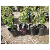 4) Hedge Cotoneaster