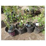 4) Hedge Cotoneaster