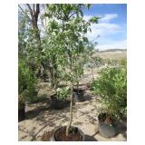 Semi Dwarf Apple Tree 