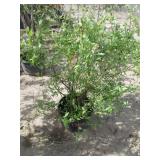 Pink Lemonade Blueberry Bush