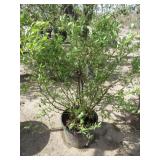 Pink Lemonade Blueberry Bush