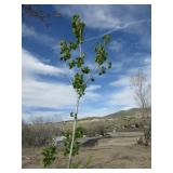 Quaking Aspen
