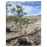 Semi Dwarf Apple Tree 