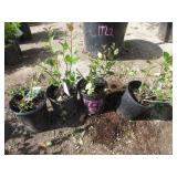 4) Hedge Cotoneaster