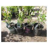 4) Hedge Cotoneaster