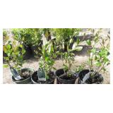 4) Hedge Cotoneaster