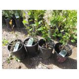 4) Hedge Cotoneaster