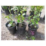 3) Hedge Cotoneaster