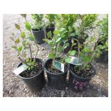 3) Hedge Cotoneaster