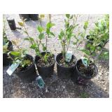 4) Hedge Cotoneaster