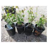 4) Hedge Cotoneaster