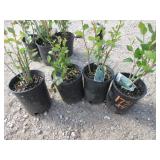 4) Hedge Cotoneaster