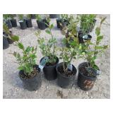 4) Hedge Cotoneaster