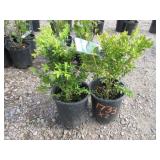 2) Green Mountain Boxwood