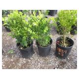 3) Green Mountain Boxwood