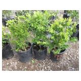 3) Green Mountain Boxwood