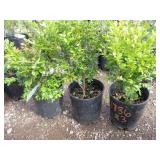 3) Green Mountain Boxwood