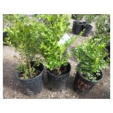 3) Green Mountain Boxwood