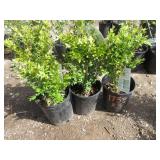 3) Green Mountain Boxwood