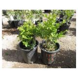 2) Green Mountain Boxwood