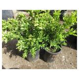 2) Green Velvet Boxwood