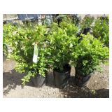 3) Green Velvet Boxwood