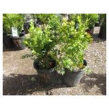 2) Green Mountain Boxwood