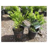 2) Green Mountain Boxwood