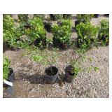 2) Redstone Cornelian Cherry Dogwood