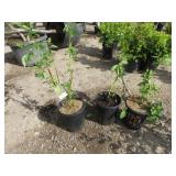 3) Yellow Twig Dogwood