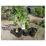 3) Yellow Twig Dogwood